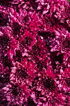 background with flowers of pink chrysanthemums close-up