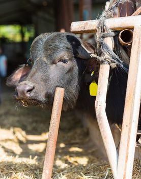black cow closeup on a farm, the agricultural industry