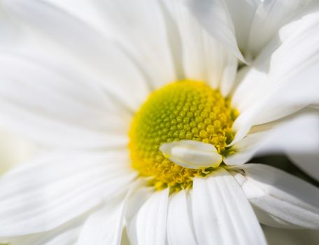 background from a flowers Chrysanthemum white closeup