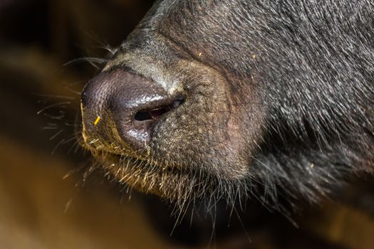 black cow closeup on a farm, the agricultural industry