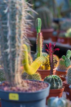 cactus dry thorns growing in a pot closeup