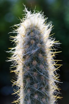cactus dry thorns growing in a pot closeup