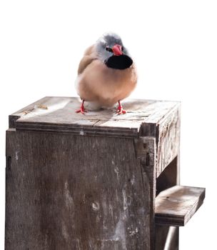 the exotic colorful birds on a white background