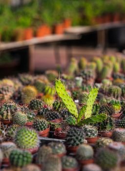 cactus dry thorns growing in a pot closeup