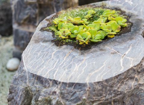 ornamental plant for gardens growing in a stone pot