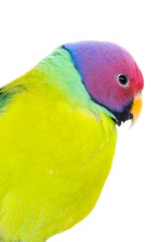 the exotic colorful birds on a white background
