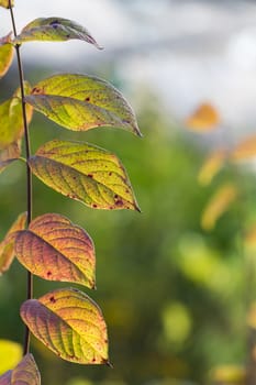 of the tree branch with green leaves