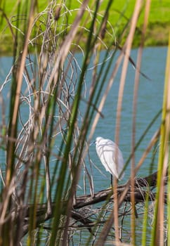bird white heron in pond spring of