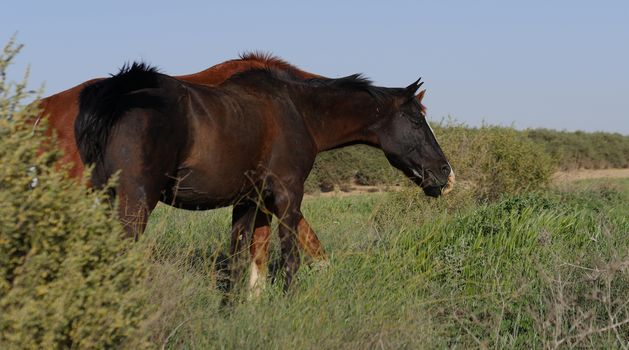 Two brown horses grazing in summer day