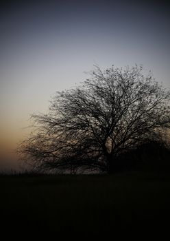 the rural landscape big tree at sunset