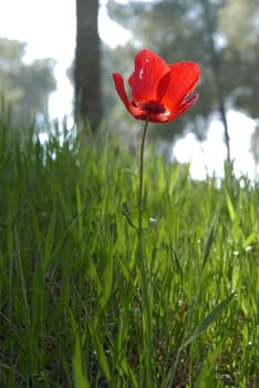 blossoming red flower on a background green grass