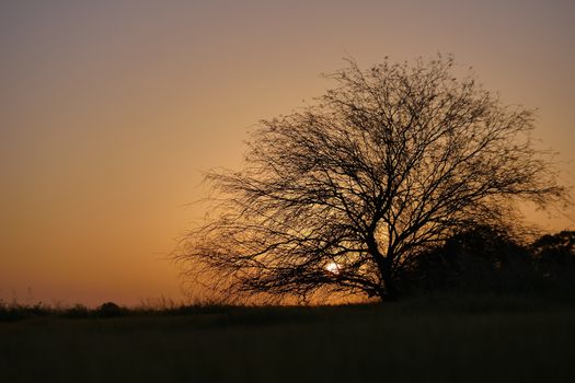 the rural landscape big tree at sunset