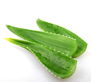 aloe vera