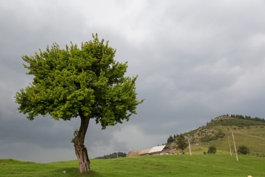 A tree in a magnificent mountain landscape before begins to rain ...