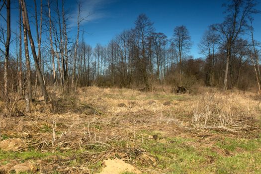 Early spring , meadows and woodlands in April,Poland.Horizontal view.