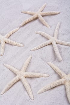 White starfishes on grey sand background