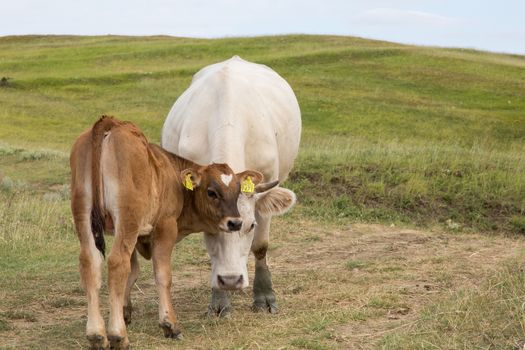 A bull and a cow in a summer landscape ..