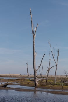 Dead trees stand tall and stark in a California marsh in summer.