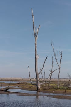 Dead trees stand tall and stark in a California marsh in summer.