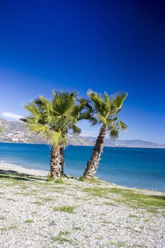 Palm trees on a beach in Almunecar, Andalusia region, Costa del Sol, Spain