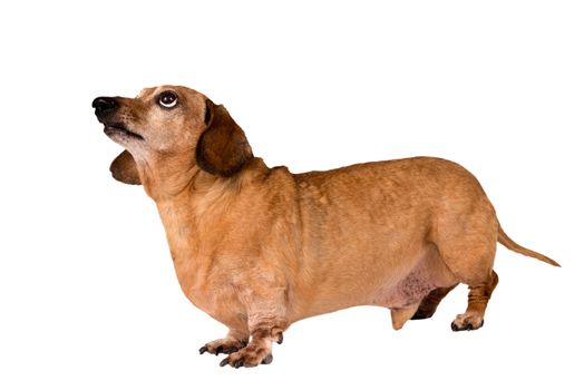 Little dachshund dog looking up. Isolated on white background