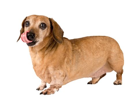 Dachshund dog with little tongue out.