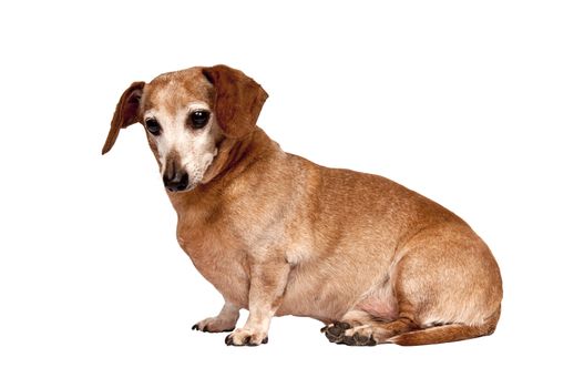 Cute little older dachshund dog sitting down.  Isolated on white