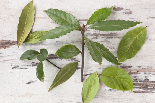 Bay leaves on white wooden background. Bay leaves, culinary and medical herbs on white wooden table, top view.