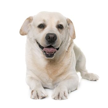 male labrador retriever in front of white background