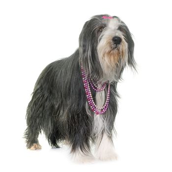 female bearded collie in front of white background
