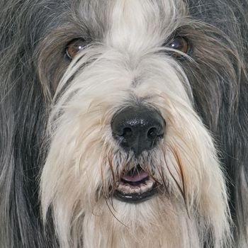 female bearded collie in front of white background