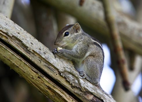 Squirrel eat fruit sitting on a tree. Sri lanka