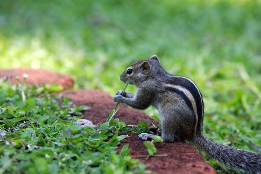 Squirrel eat fruit sitting in grass. Sri lanka