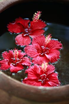 Hibiscus flower in water close-up