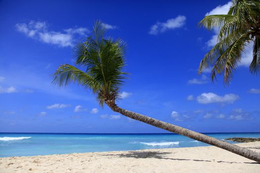 Untouched tropical beach with a palm tree in Barbados