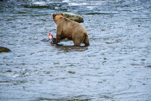 grizzly bear in brooks river hunting for salmon at katmai national park in alaska