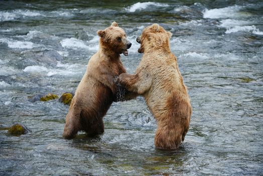 grizzly bear fighting in a river at katmai national park