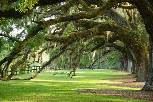 a row of old oak tree from a plantation near Charleston, south carolina