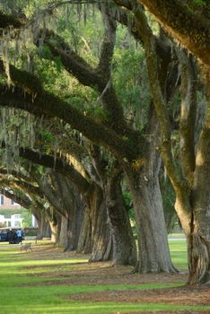 a row of old oak tree from a plantation near Charleston, south carolina