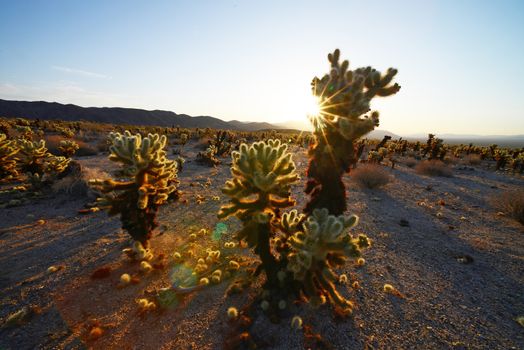 cholla cactus garden from Joshua Tree national park with a warm morning sunlight