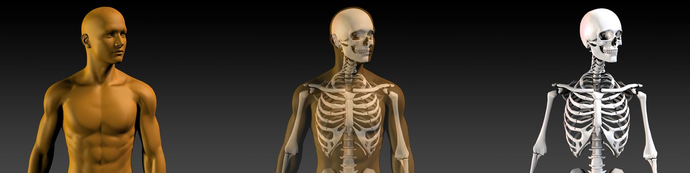 Transparent Human with Bone Structure in Movement
