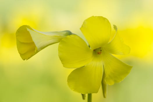 Yellow flowers in full bloom in Spring