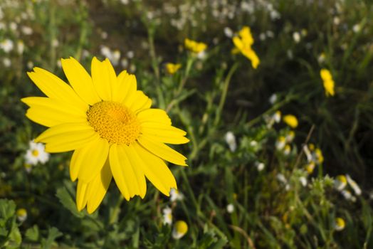 Yellow flowers in full bloom in Spring