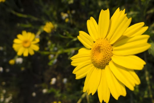 Yellow flowers in full bloom in Spring