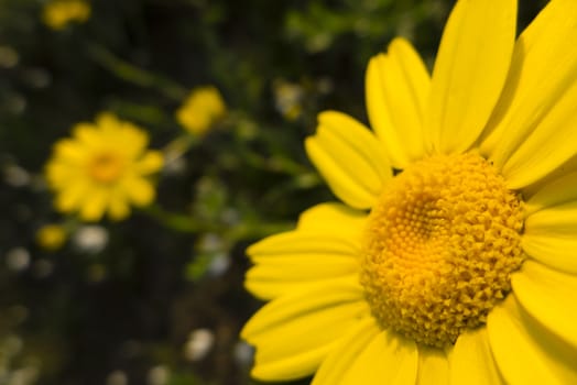 Yellow flowers in full bloom in Spring