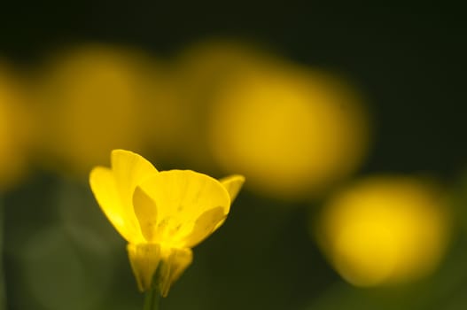 Yellow flowers in full bloom in Spring