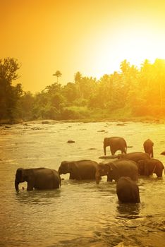 Elephants and bright sunrise in natural reserve
