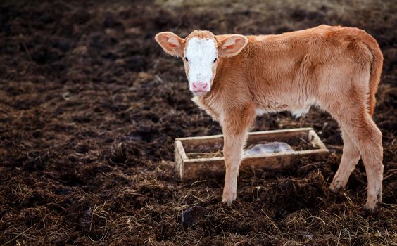 Brown calf in the middle of the feedlot manure, next to the tub for water copy space for your text.