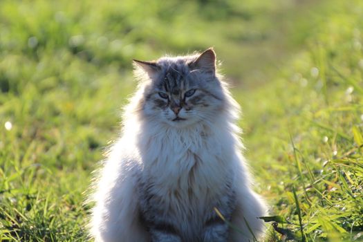 A cat enyoing the afternoon sun in the winter