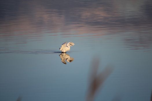 Landscape at sunset of the swamp - the lagoon in the natural reserve